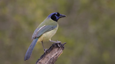 Green jay / Incagaai