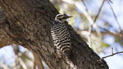 Ladder-backed woodpecker.jpg