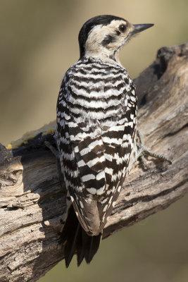 Ladder-backed woodpecker 2.jpg