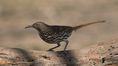 Langsnavelspotlijster / Long-billed trasher