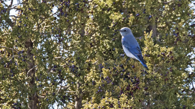 Bergsialia / Mountain bluebird