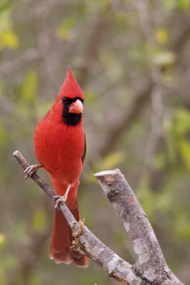 Northern cardinal 4.jpg