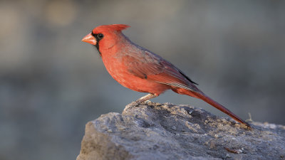 Northern cardinal 5.jpg