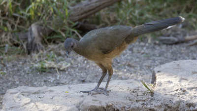 Plain Chacalaca / Bruine Chachalaca