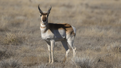 Gaffelbok / Pronghorn