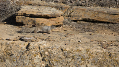 Spotted ground squirrel / Gevlekte grondeekhoorn