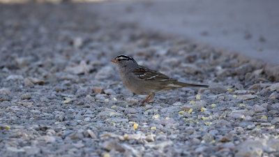White-crowned sparrow 2.jpg