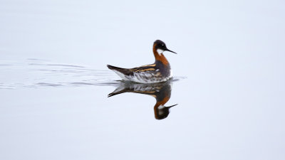 Red-necked Phalarope / Grauwe Franjepoot