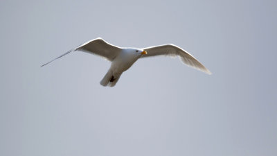 Glaucous Gull / Grote Burgemeester