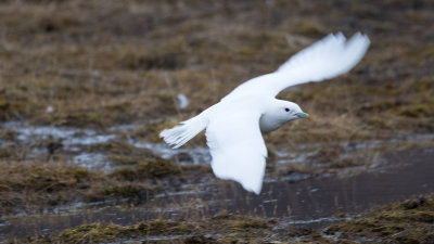 Ivory gull / Ivoormeeuw