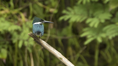 Amazon Kingfisher / Amazoneijsvogel