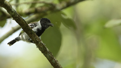 Black-crested Antshrike / Zwartkuifmierklauwier