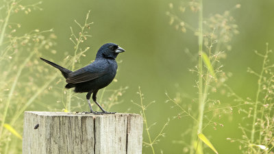 Jacarinagors / Blue-black grassqiut