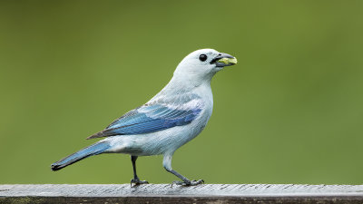 Blue-grey tanager.jpg