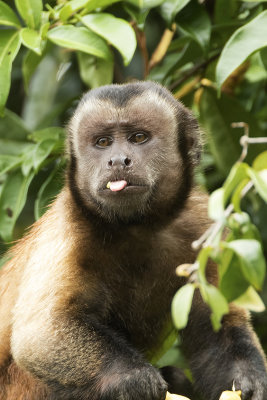 Brown capuchin monkey / Bruine kapucijnaap 