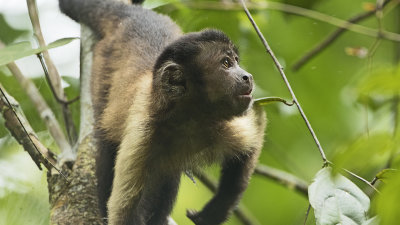 Brown capuchin monkey / Bruine kapucijnaap 