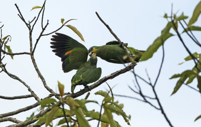 Brown-throated parakeet / Maïsparkiet