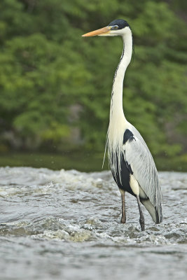 Cocoin heron 1.jpg