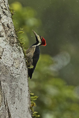 Crimson-crested woodpecker 1.jpg