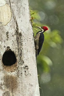 Crimson-crested woodpecker.jpg