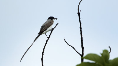 Fork-tailed Flycatcher / Vorkstaartkoningstiran