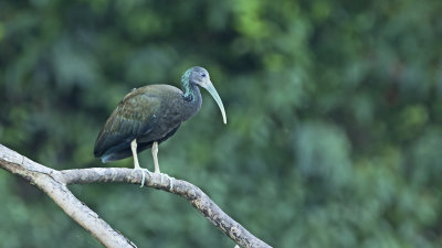 Green ibis / Groene ibis