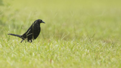 g12/30/1191630/3/168851298.9z7adonT.jpg