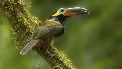 Guianan toucanet.jpg