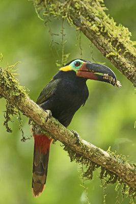 Guianan toucanet 1.jpg