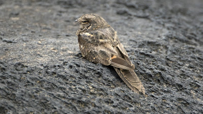 Ladder-tailed nightjar / Trapstaartnachtzwaluw