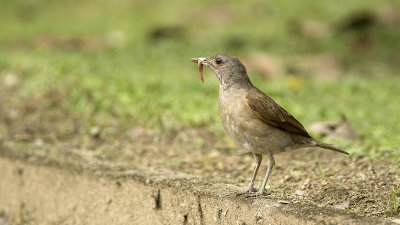 Vaalborstlijster / Pale-breasted thrush