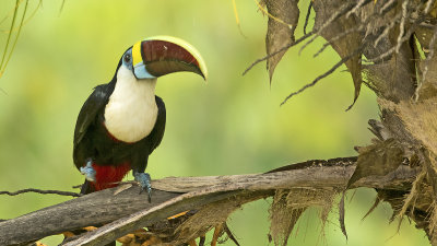 Red-billed toucan.jpg
