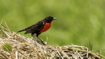 Red-breasted blackbird.jpg