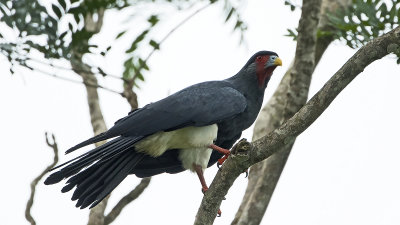 Red-throated Caracara / Roodkeelcaracara