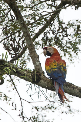 Scarlet macaw / Geelvleugelara