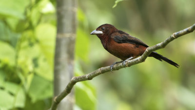 Silvery-beaked tanager / Fluweeltangare