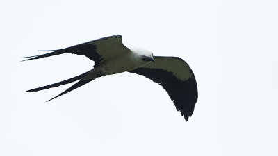Swallow-tailed Kite / Zwaluwstaartwouw
