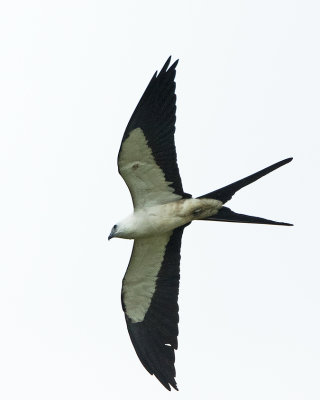 Swallow-tailed Kite / Zwaluwstaartwouw