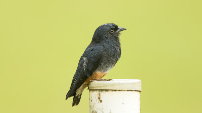 Swallow-winged puffbird.jpg