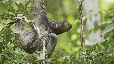 Three-toed sloth / Drievingerige luiaard