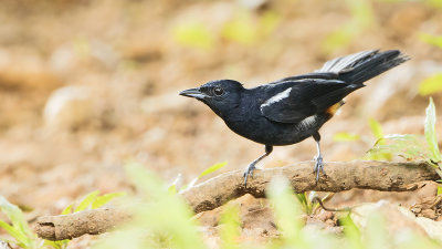 White-shouldered tanager.jpg
