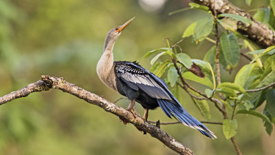 Anhinga / Amerikaanse Slangenhalsvogel