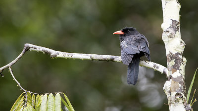 Black nunbird.jpg