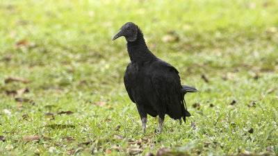 Black Vulture / Zwarte Gier