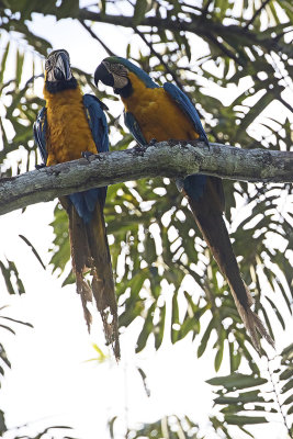 Blue-and-yellow macaw / Blauwgele ara