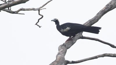 Blue-throated Piping Guan / Witkopgoean