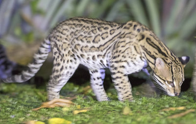 Ocelot / Ocelot