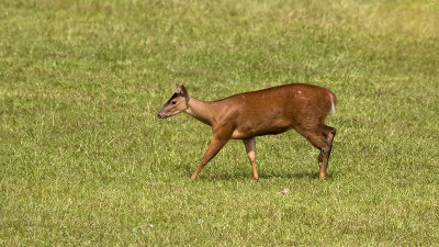 Red Brocket Deer / Rood Spieshert
