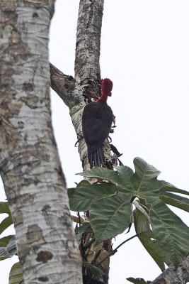 Red-necked woodpecker / Roodnekspecht