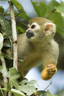 Doodskopaapje / Squirrel monkey